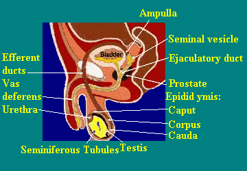 Diagram of the penis