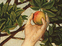 The hand of Adam/Eve reaching for the forbidden fruit